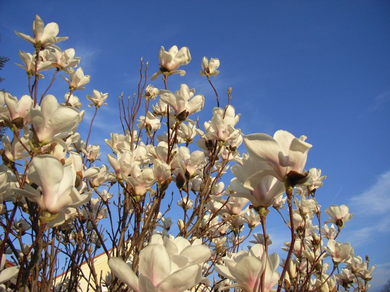 Magnolie